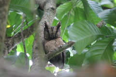 Otus lempiji