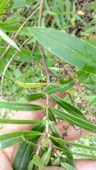 Veronica stricta stricta