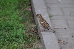 Passer domesticus