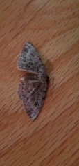 Melanolophiini