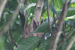Otus lempiji