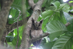 Otus lempiji