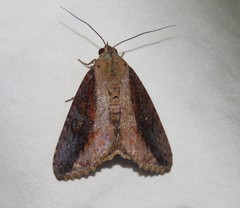 Odontodes seranensis