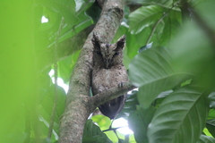 Otus lempiji