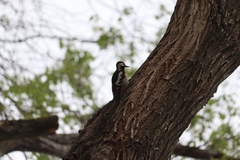 Dendrocopos syriacus