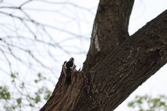 Dendrocopos syriacus