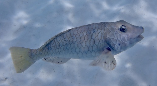 Yellowtail Parrotfish