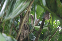 Otus lempiji