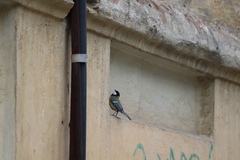 Parus major