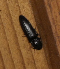 Ectinus aterrimus