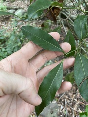Cryptocarya bidwillii