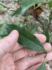 Cryptocarya bidwillii