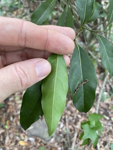Image of Cryptocarya bidwillii by (c) Greg Tasney, some rights reserved (CC BY-SA)