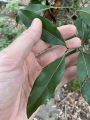 Cryptocarya bidwillii