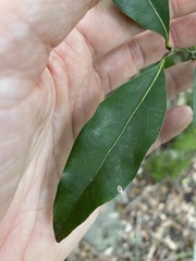 Cryptocarya bidwillii