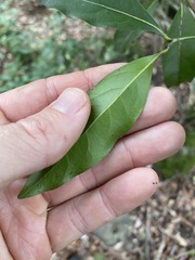 Cryptocarya bidwillii
