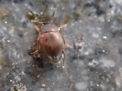 Cholevinae
