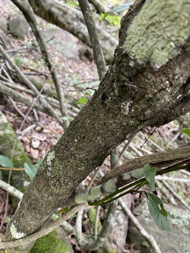 Image of Cryptocarya bidwillii by (c) Greg Tasney, some rights reserved (CC BY-SA)