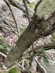 Cryptocarya bidwillii