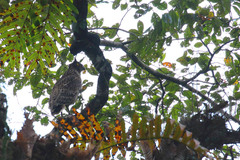 Ketupa zeylonensis