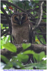 Strix leptogrammica