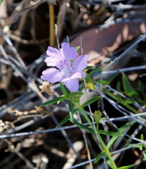 Hemiandra glabra