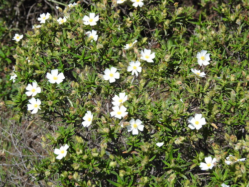 Montpelier cistus (Cistus monspeliensis)