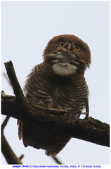 Glaucidium radiatum