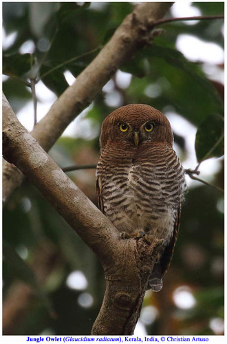 Jungle Owlet