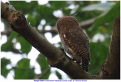 Glaucidium radiatum