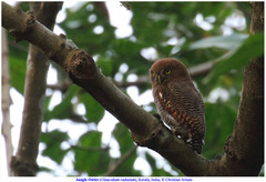 Glaucidium radiatum