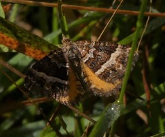 Chrysolarentia vicissata