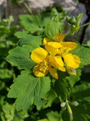Chelidonium majus