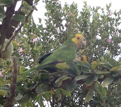 Amazona barbadensis