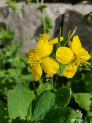 Chelidonium majus