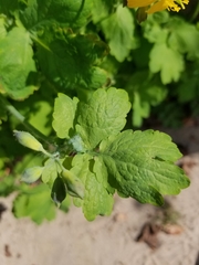 Chelidonium majus