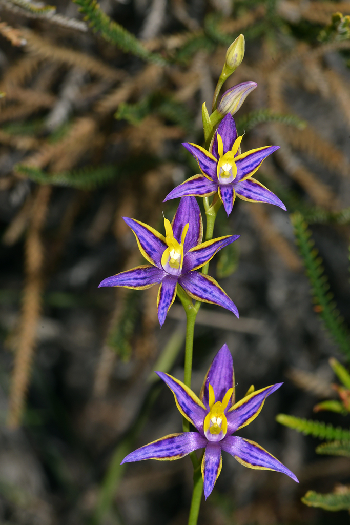 Cleopatra's needles