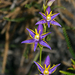 Thelymitra apiculata - Photo (c) Jean and Fred, algunos derechos reservados (CC BY)
