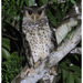 Spot-bellied Eagle-Owl - Photo (c) Christian Artuso, some rights reserved (CC BY-NC-ND), uploaded by Christian Artuso