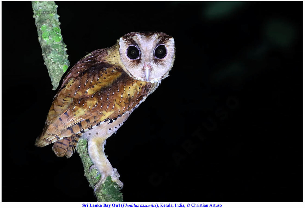 Sri Lanka Bay Owl