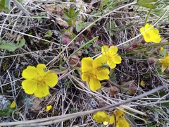 Poecilimon intermedius