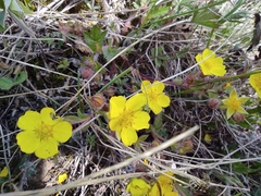 Poecilimon intermedius