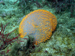 Polycitor giganteus