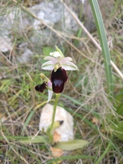 Ophrys bertolonii balearica