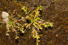 Sagina procumbens