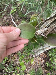 Hoya australis australis