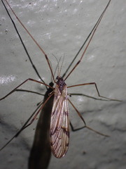 Austrolimnophila atripes