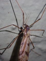 Austrolimnophila atripes