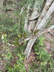 Hoya australis australis