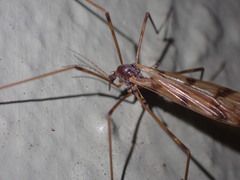 Austrolimnophila atripes